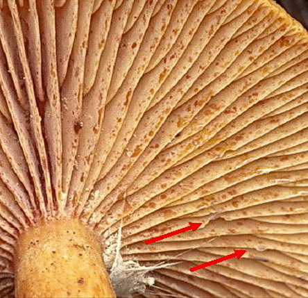 Arancione fra l''edera
